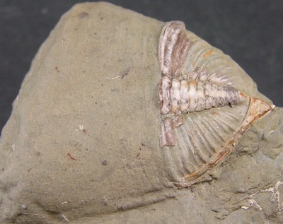 Dalmanites sp.