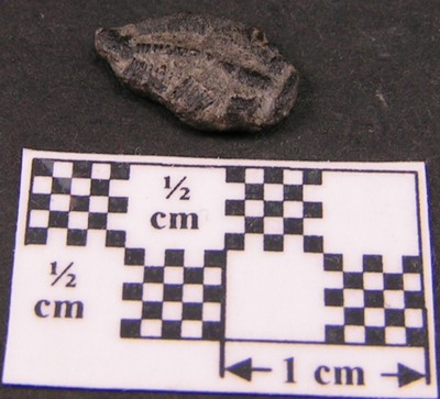 Elrathia kingii