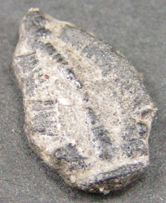 Elrathia kingii