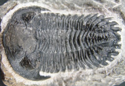 Hollardops mesocristatus