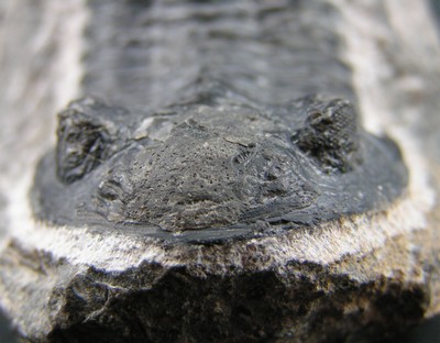 Hollardops mesocristatus