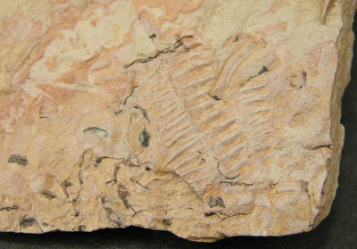 Modocia laevinucha