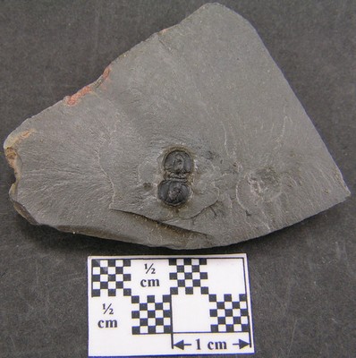 Peronopsis interstricta