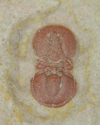 Ptychagnostus cuyanus