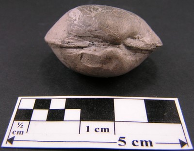 Fossile à identifier