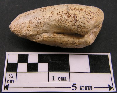 Fossile à identifier
