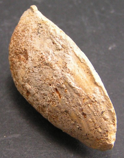 Fossile à identifier