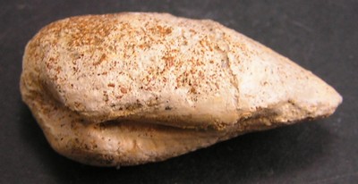 Fossile à identifier