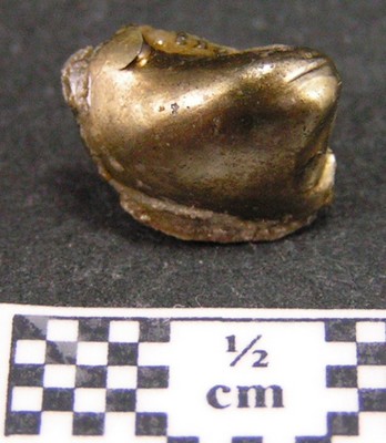 Fossile à identifier