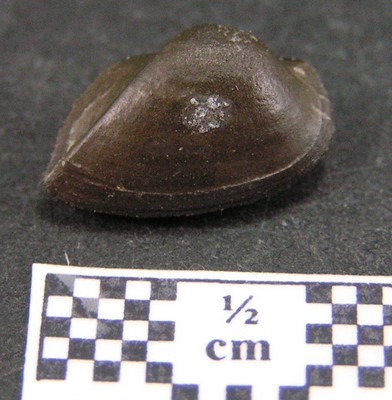 Fossile à identifier