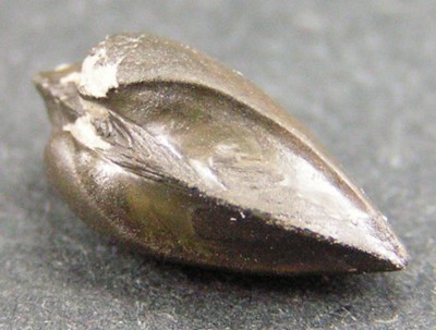 Fossile à identifier