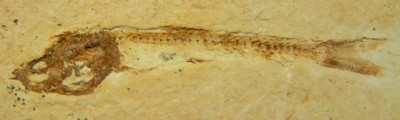 Fossile à identifier