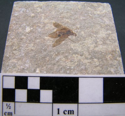 Fossile à identifier