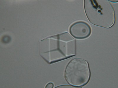 Cristaux de sucre glacee