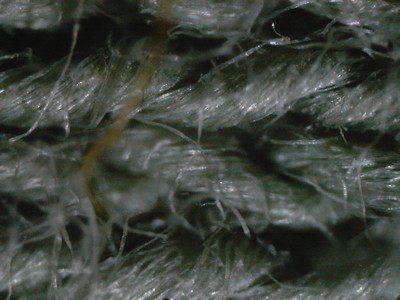 Fibres de tissus en coton