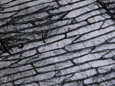 Cellules d'oignon rouge