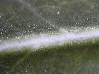 Feuille de Boulot (arbre)