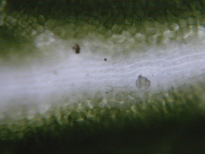 Feuille de Boulot (arbre)