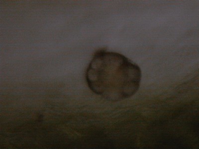 Feuille de Boulot (arbre)