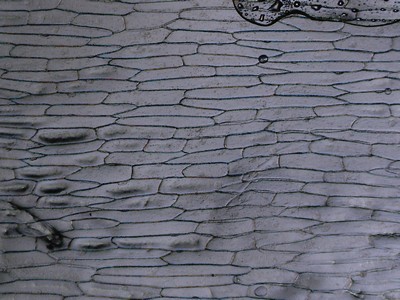 Cellules d'oignon blanc