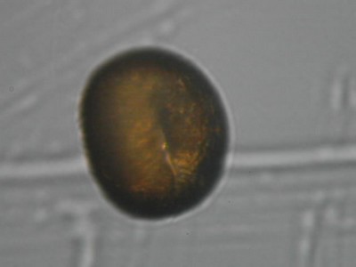 Grain de pollen de Géranium (fleur)