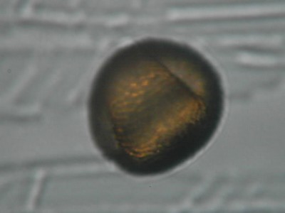 Grain de pollen de Géranium (fleur)