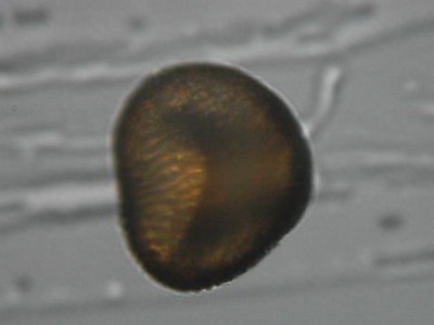 Grain de pollen de Géranium (fleur)