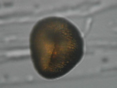 Grain de pollen de Géranium (fleur)